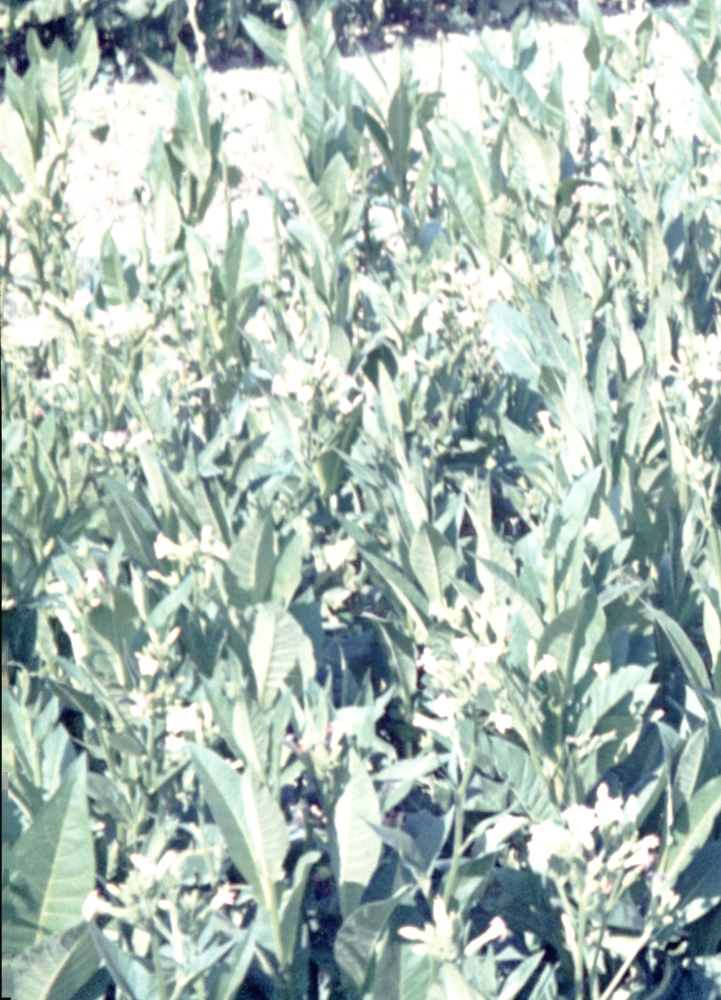 Tabakanbau in Palmbach um 1970