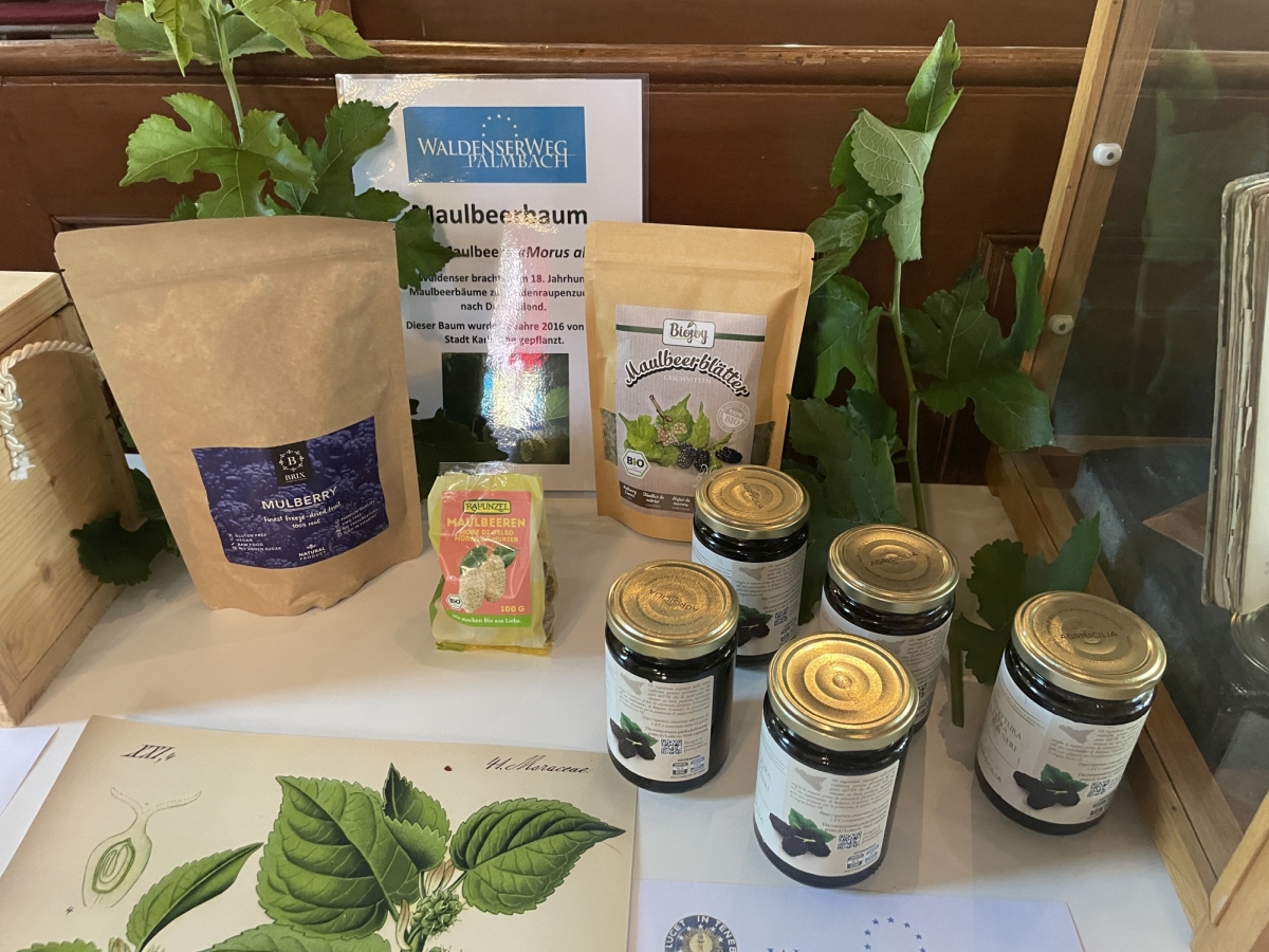 Ausstellung "Wurzeln Schlagen" - Maulbeere